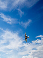 Bird flying in a cloudy blue sky