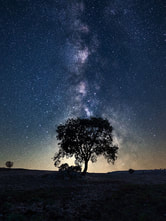 Tree with stars in the night sky background